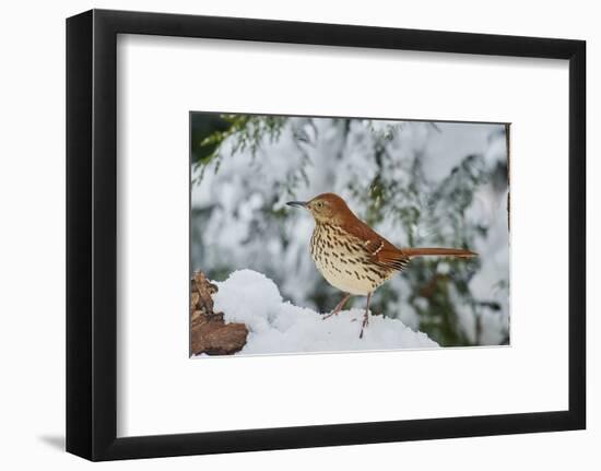 Brown Thrasher-Gary Carter-Framed Photographic Print