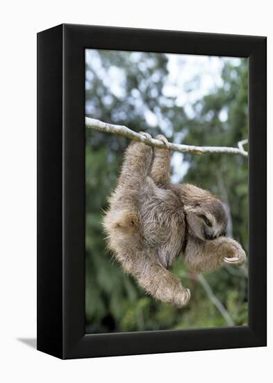 Brown-Throated 3-Toed Sloth-null-Framed Premier Image Canvas