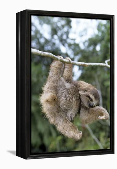 Brown-Throated 3-Toed Sloth-null-Framed Premier Image Canvas