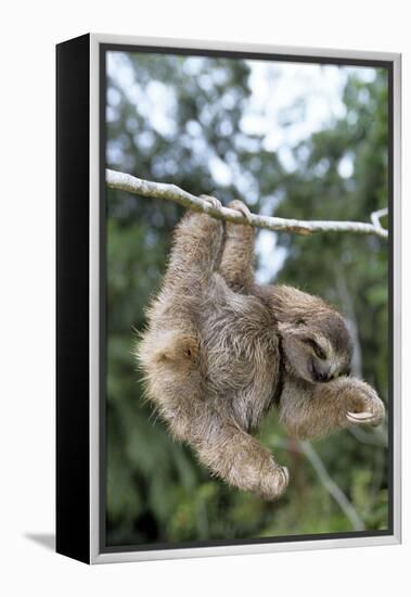 Brown-Throated 3-Toed Sloth-null-Framed Premier Image Canvas