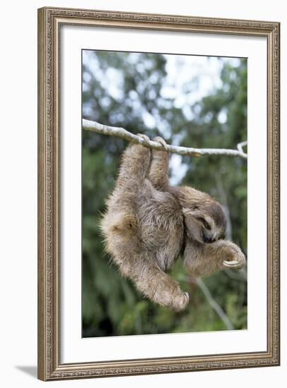 Brown-Throated 3-Toed Sloth-null-Framed Photographic Print