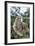 Brown-Throated 3-Toed Sloth-null-Framed Photographic Print
