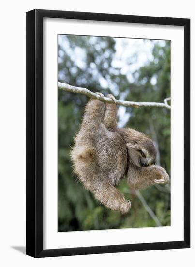 Brown-Throated 3-Toed Sloth-null-Framed Photographic Print