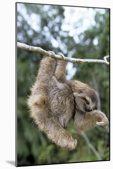 Brown-Throated 3-Toed Sloth-null-Mounted Photographic Print