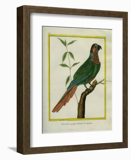 Brown-Throated Parakeet-Georges-Louis Buffon-Framed Giclee Print