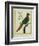 Brown-Throated Parakeet-Georges-Louis Buffon-Framed Giclee Print