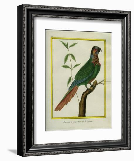 Brown-Throated Parakeet-Georges-Louis Buffon-Framed Giclee Print