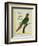 Brown-Throated Parakeet-Georges-Louis Buffon-Framed Giclee Print