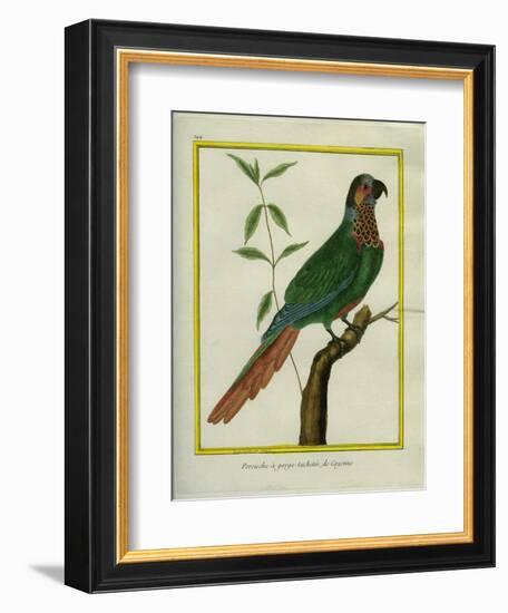 Brown-Throated Parakeet-Georges-Louis Buffon-Framed Giclee Print