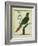 Brown-Throated Parakeet-Georges-Louis Buffon-Framed Giclee Print