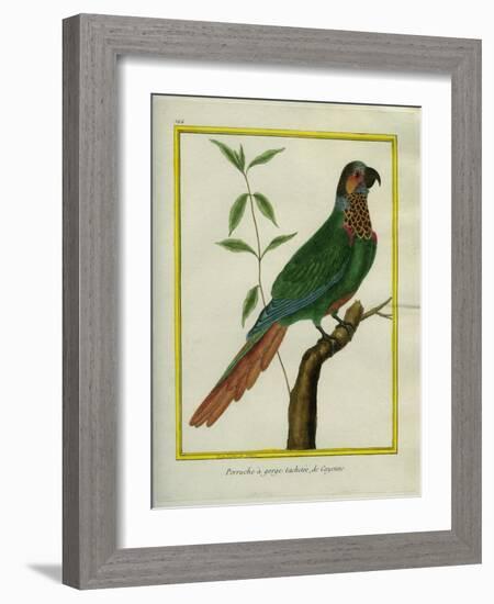 Brown-Throated Parakeet-Georges-Louis Buffon-Framed Giclee Print