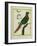 Brown-Throated Parakeet-Georges-Louis Buffon-Framed Giclee Print