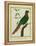 Brown-Throated Parakeet-Georges-Louis Buffon-Framed Premier Image Canvas