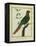 Brown-Throated Parakeet-Georges-Louis Buffon-Framed Premier Image Canvas