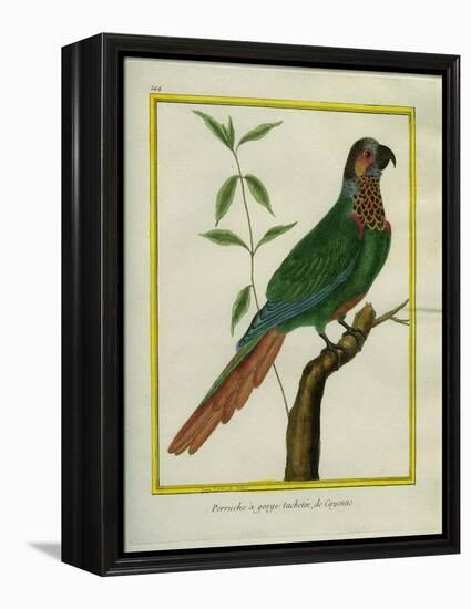 Brown-Throated Parakeet-Georges-Louis Buffon-Framed Premier Image Canvas