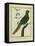 Brown-Throated Parakeet-Georges-Louis Buffon-Framed Premier Image Canvas