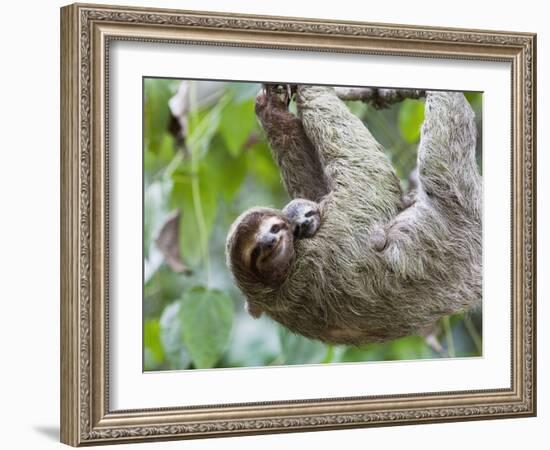 Brown-Throated Sloth and Her Baby Hanging from a Tree Branch in Corcovado National Park, Costa Rica-Jim Goldstein-Framed Photographic Print