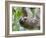 Brown-Throated Sloth and Her Baby Hanging from a Tree Branch in Corcovado National Park, Costa Rica-Jim Goldstein-Framed Photographic Print