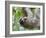 Brown-Throated Sloth and Her Baby Hanging from a Tree Branch in Corcovado National Park, Costa Rica-Jim Goldstein-Framed Photographic Print