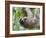 Brown-Throated Sloth and Her Baby Hanging from a Tree Branch in Corcovado National Park, Costa Rica-Jim Goldstein-Framed Photographic Print