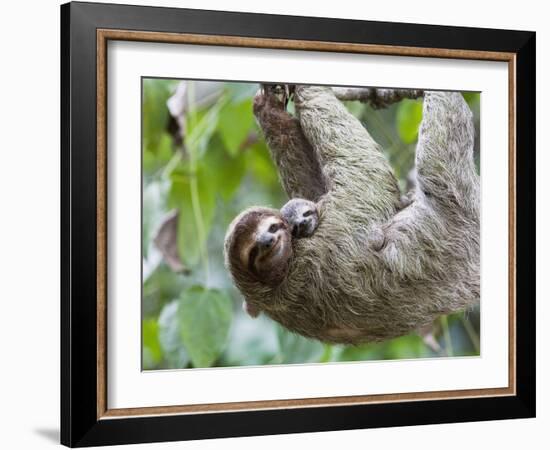 Brown-Throated Sloth and Her Baby Hanging from a Tree Branch in Corcovado National Park, Costa Rica-Jim Goldstein-Framed Photographic Print