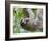 Brown-Throated Sloth and Her Baby Hanging from a Tree Branch in Corcovado National Park, Costa Rica-Jim Goldstein-Framed Photographic Print