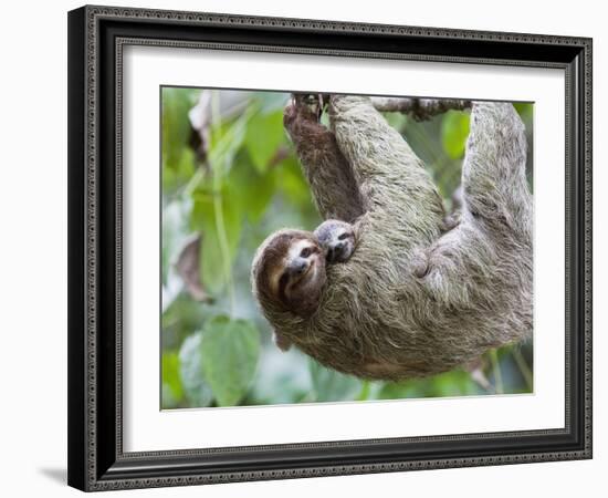 Brown-Throated Sloth and Her Baby Hanging from a Tree Branch in Corcovado National Park, Costa Rica-Jim Goldstein-Framed Photographic Print