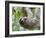 Brown-Throated Sloth and Her Baby Hanging from a Tree Branch in Corcovado National Park, Costa Rica-Jim Goldstein-Framed Photographic Print