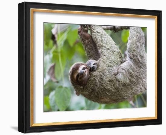 Brown-Throated Sloth and Her Baby Hanging from a Tree Branch in Corcovado National Park, Costa Rica-Jim Goldstein-Framed Photographic Print