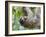 Brown-Throated Sloth and Her Baby Hanging from a Tree Branch in Corcovado National Park, Costa Rica-Jim Goldstein-Framed Photographic Print