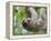 Brown-Throated Sloth and Her Baby Hanging from a Tree Branch in Corcovado National Park, Costa Rica-Jim Goldstein-Framed Premier Image Canvas