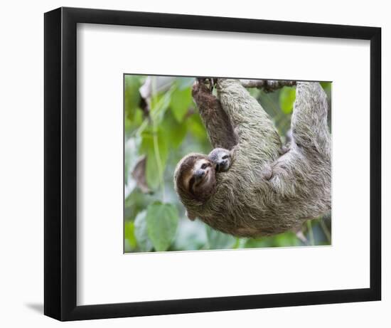 Brown-Throated Sloth and Her Baby Hanging from a Tree Branch in Corcovado National Park, Costa Rica-Jim Goldstein-Framed Photographic Print