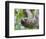 Brown-Throated Sloth and Her Baby Hanging from a Tree Branch in Corcovado National Park, Costa Rica-Jim Goldstein-Framed Photographic Print