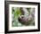 Brown-Throated Sloth and Her Baby Hanging from a Tree Branch in Corcovado National Park, Costa Rica-Jim Goldstein-Framed Photographic Print