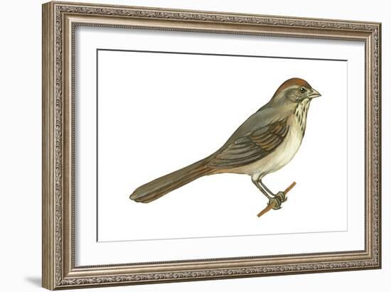 Brown Towhee (Pipilo Fuscus), Birds-Encyclopaedia Britannica-Framed Art Print