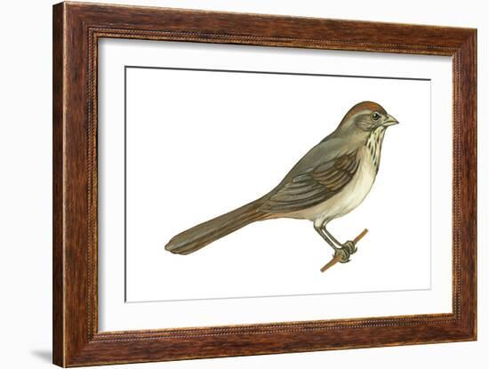 Brown Towhee (Pipilo Fuscus), Birds-Encyclopaedia Britannica-Framed Art Print