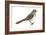 Brown Towhee (Pipilo Fuscus), Birds-Encyclopaedia Britannica-Framed Art Print