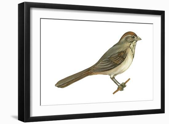 Brown Towhee (Pipilo Fuscus), Birds-Encyclopaedia Britannica-Framed Art Print