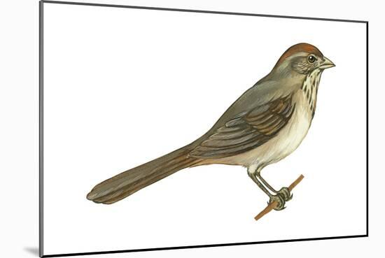 Brown Towhee (Pipilo Fuscus), Birds-Encyclopaedia Britannica-Mounted Art Print