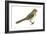 Brown Towhee (Pipilo Fuscus), Birds-Encyclopaedia Britannica-Framed Art Print