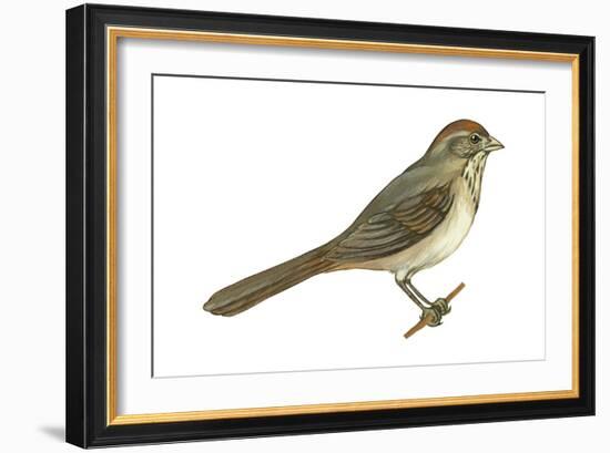 Brown Towhee (Pipilo Fuscus), Birds-Encyclopaedia Britannica-Framed Art Print