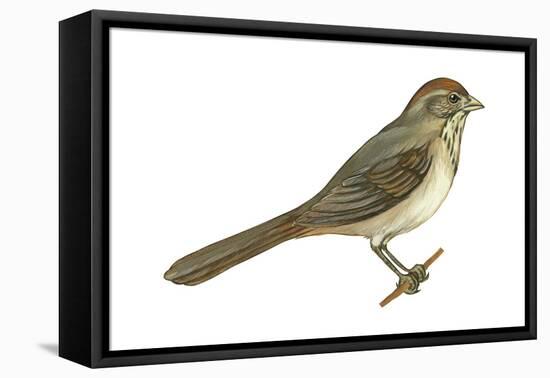 Brown Towhee (Pipilo Fuscus), Birds-Encyclopaedia Britannica-Framed Stretched Canvas