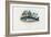 Brown Trout, 1863-79-Raimundo Petraroja-Framed Giclee Print