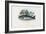 Brown Trout, 1863-79-Raimundo Petraroja-Framed Giclee Print