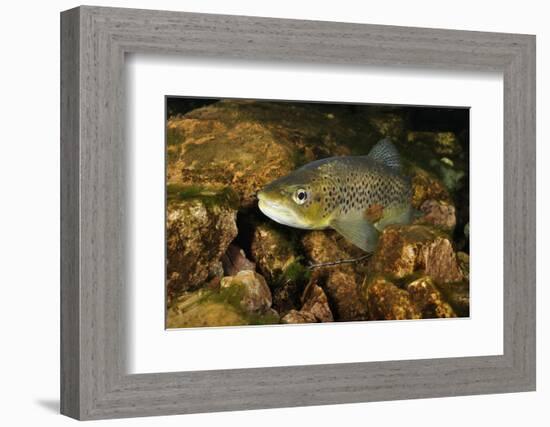 Brown Trout (Salmo Trutta), Ennerdale Valley, Lake District Np, Cumbria, England, UK, November 2011-Linda Pitkin-Framed Photographic Print