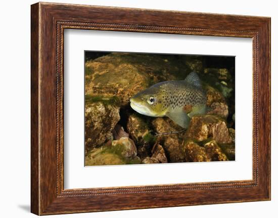 Brown Trout (Salmo Trutta), Ennerdale Valley, Lake District Np, Cumbria, England, UK, November 2011-Linda Pitkin-Framed Photographic Print