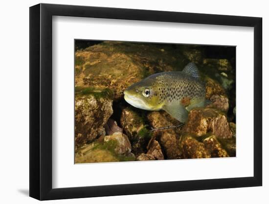 Brown Trout (Salmo Trutta), Ennerdale Valley, Lake District Np, Cumbria, England, UK, November 2011-Linda Pitkin-Framed Photographic Print