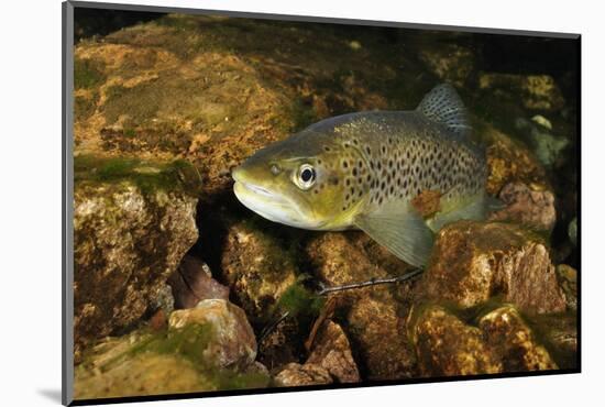 Brown Trout (Salmo Trutta), Ennerdale Valley, Lake District Np, Cumbria, England, UK, November 2011-Linda Pitkin-Mounted Photographic Print