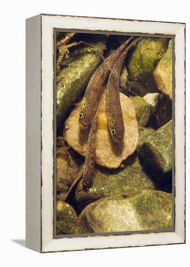 Brown Trout (Salmo Trutta) Fry on River Bed, Cumbria, England, UK, September-Linda Pitkin-Framed Premier Image Canvas