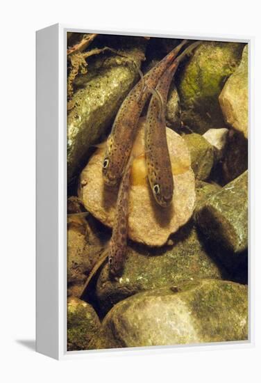 Brown Trout (Salmo Trutta) Fry on River Bed, Cumbria, England, UK, September-Linda Pitkin-Framed Premier Image Canvas